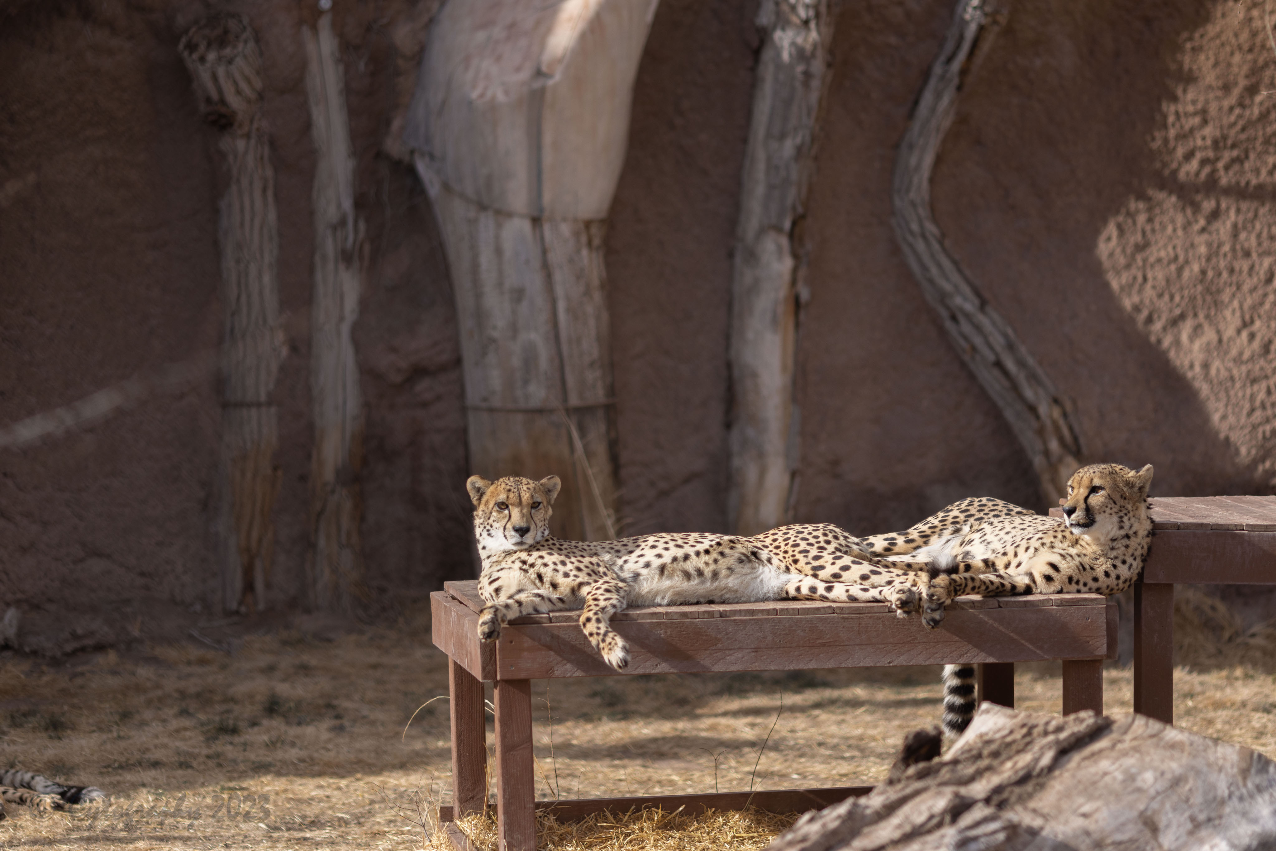 Abq_Zoo_Feb2023-1168.jpg