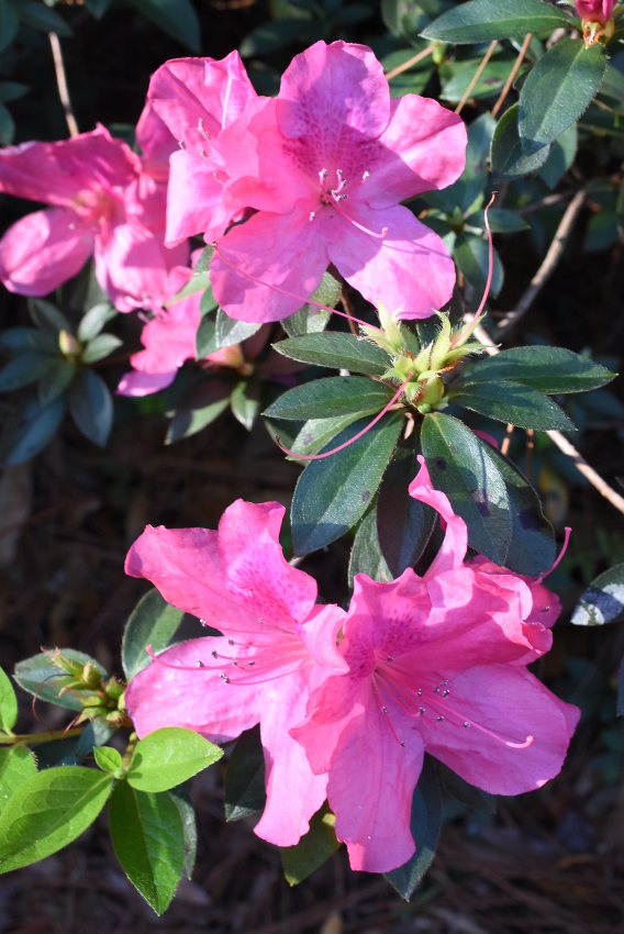 Azalea1.jpg
