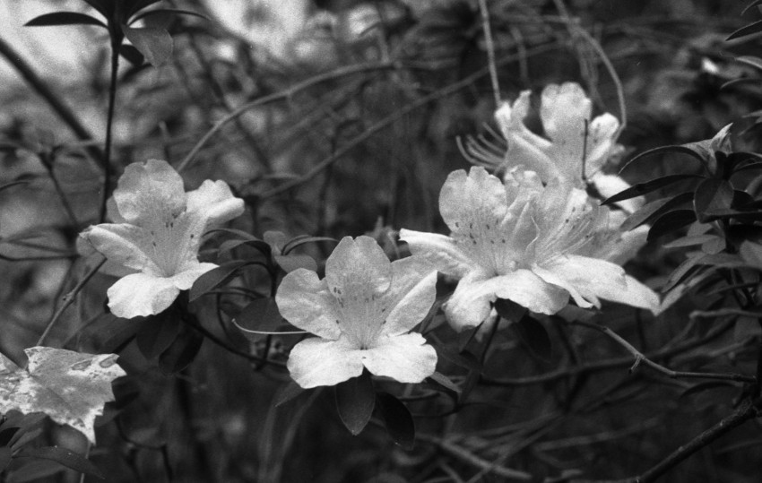 Azalea289.jpg