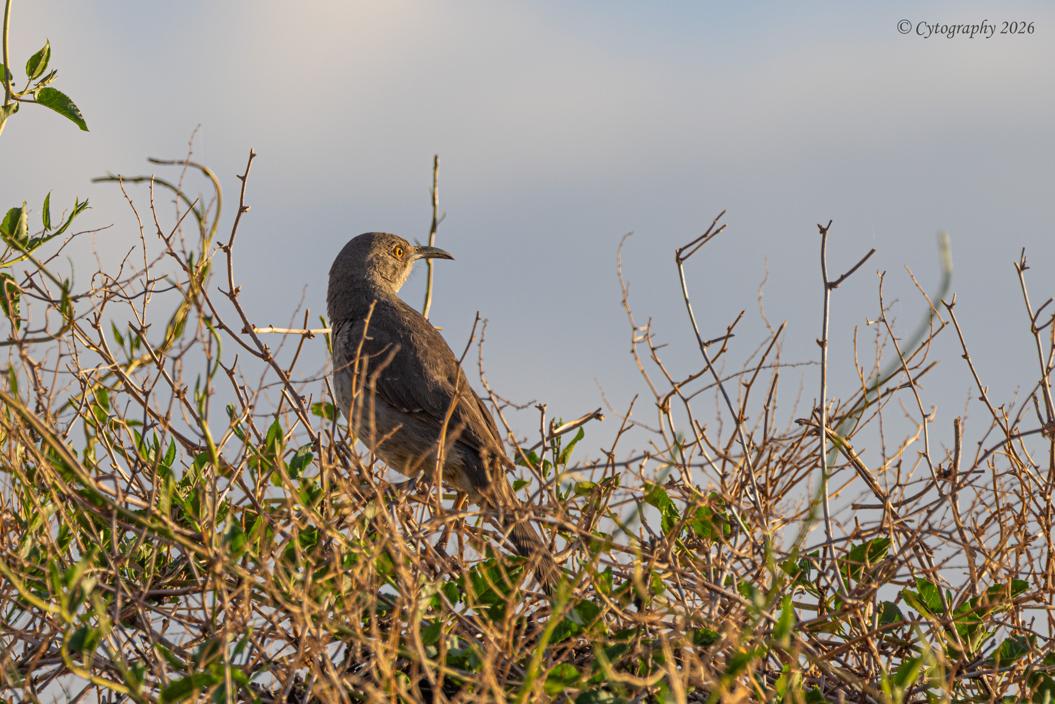 Back Yard Birds-4.jpg