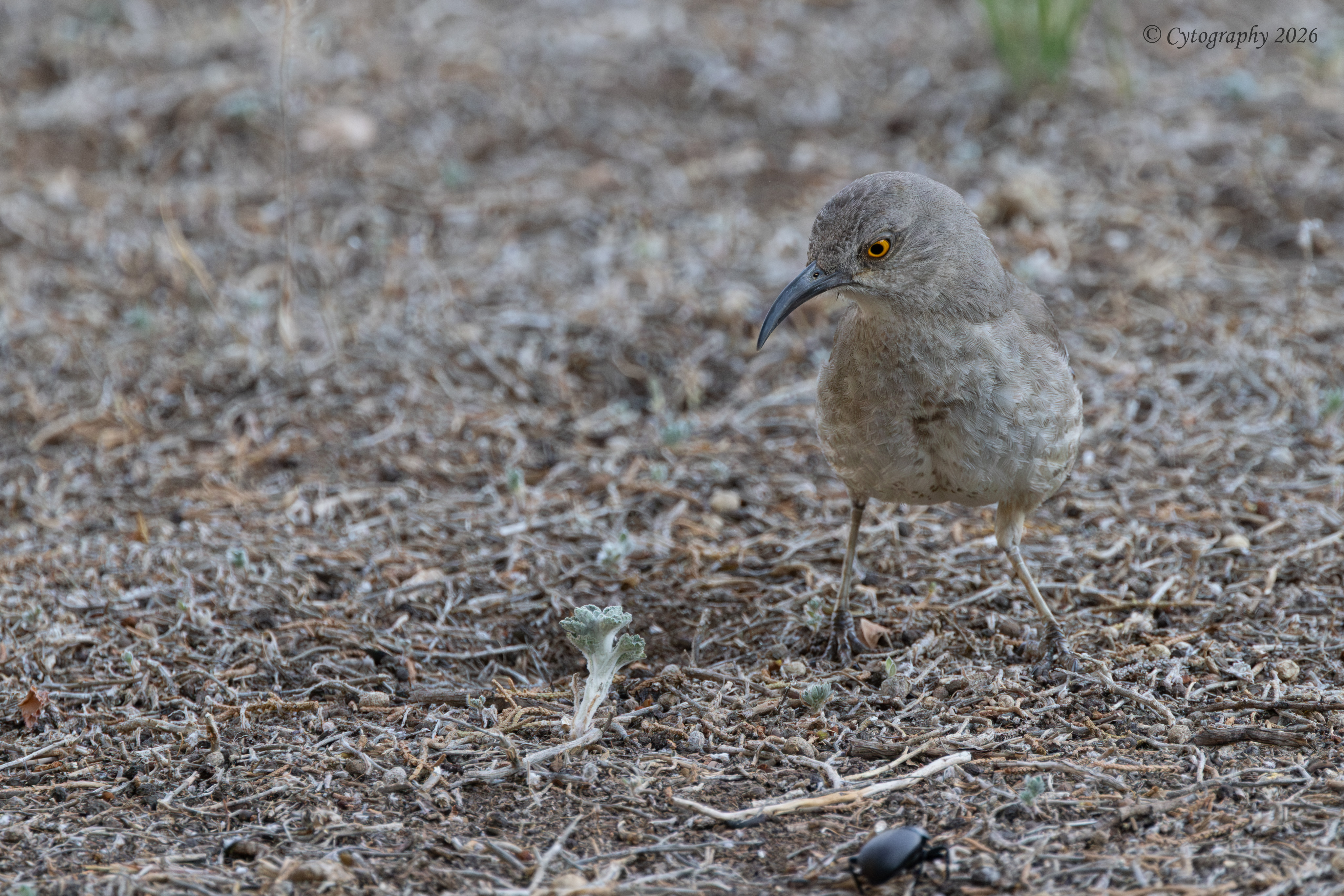 Back Yard Birds-5.jpg