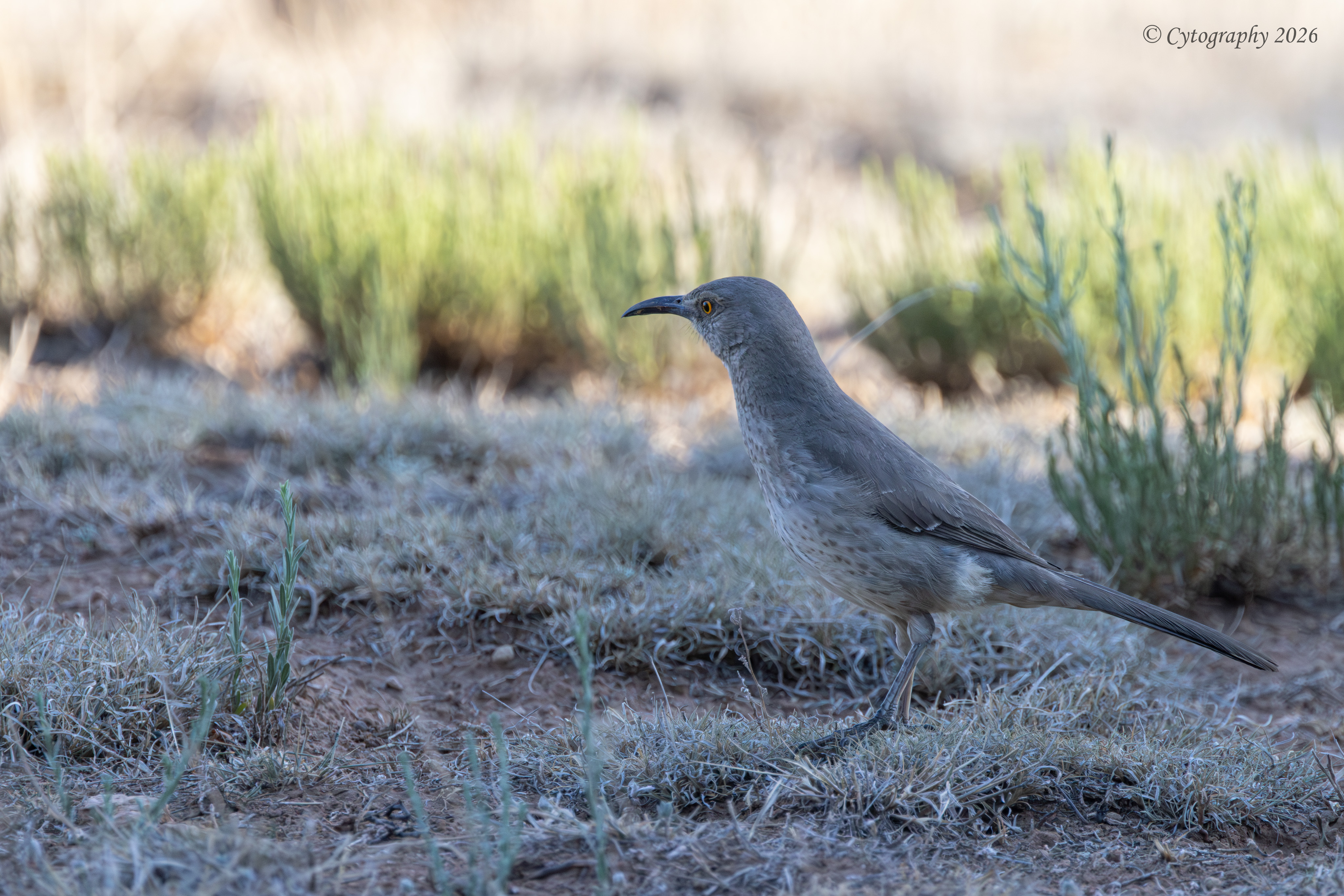 Back Yard Birds-7.jpg