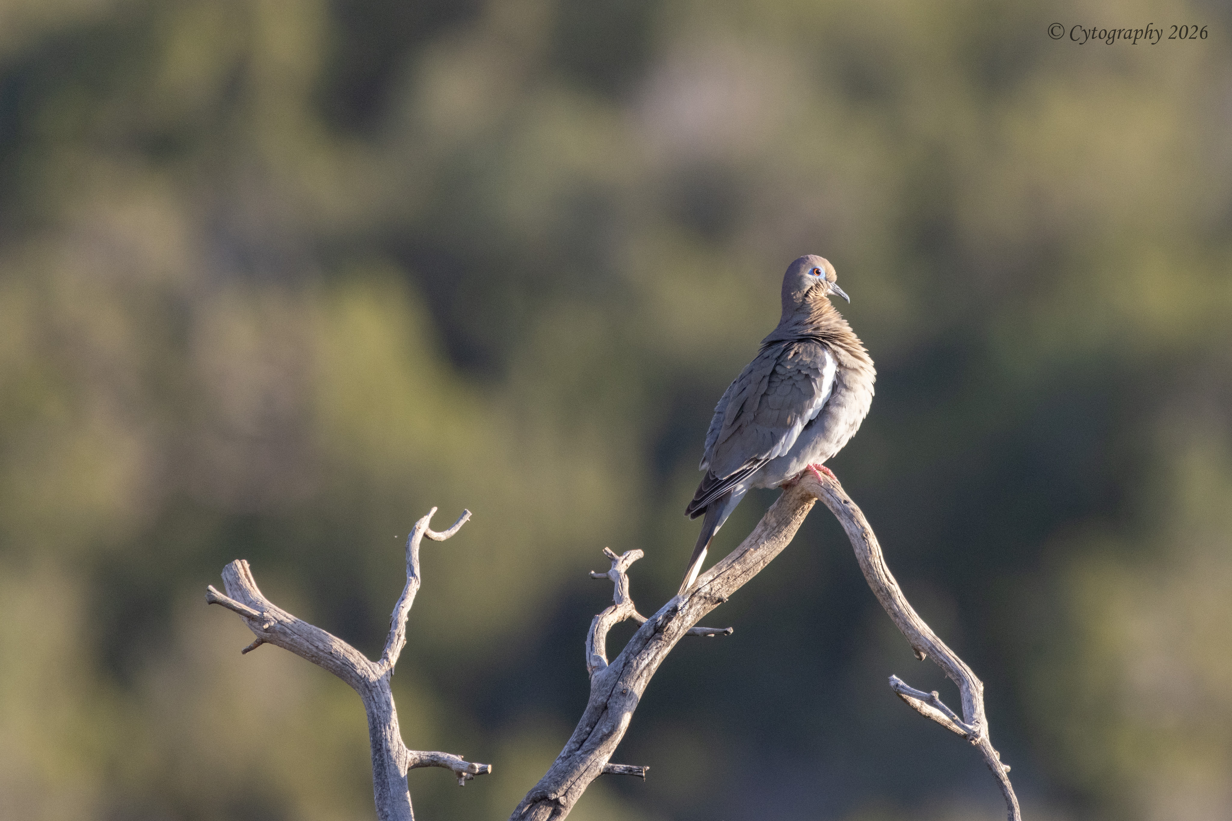 Back Yard Birds-8.jpg
