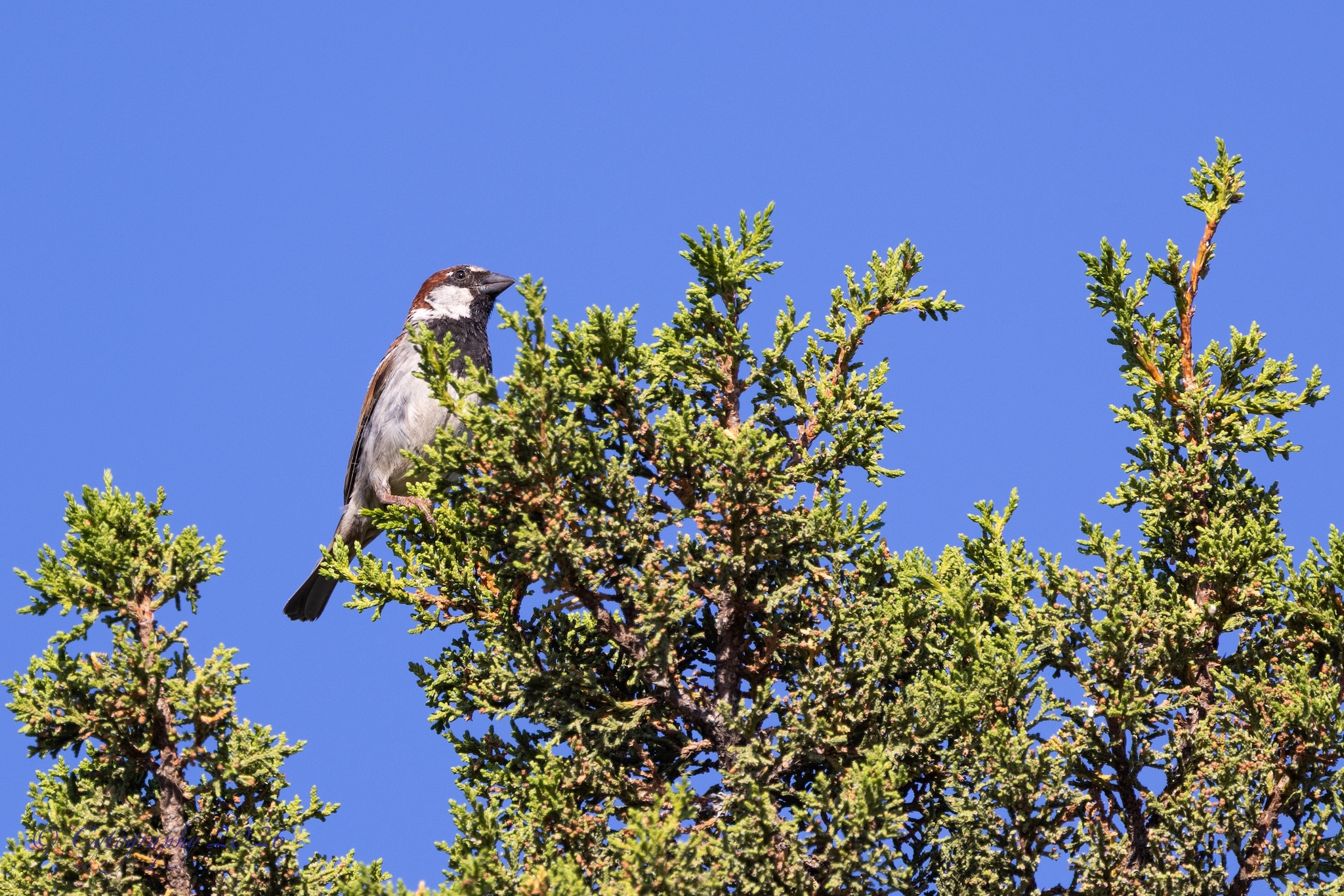 Back Yard Birds Cytog-2.jpg