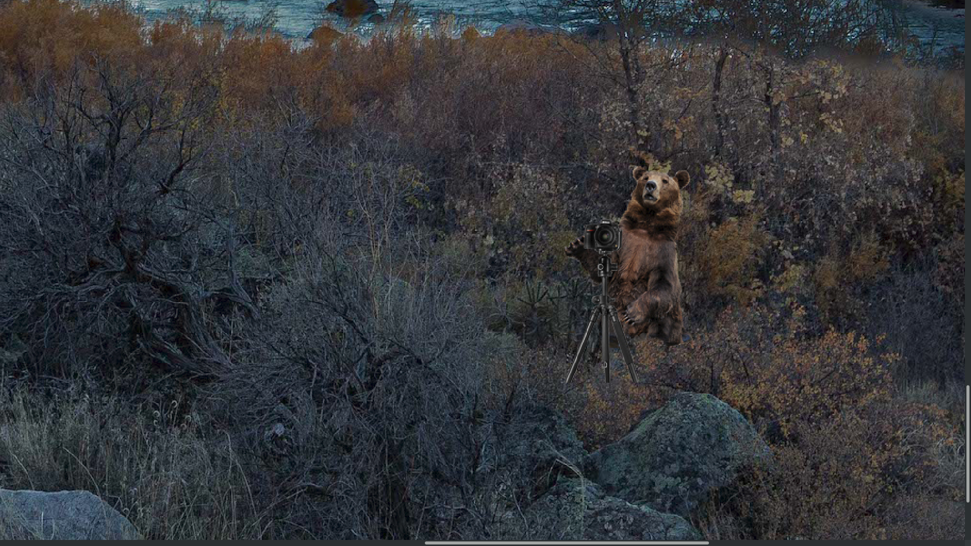 BearShot4.png