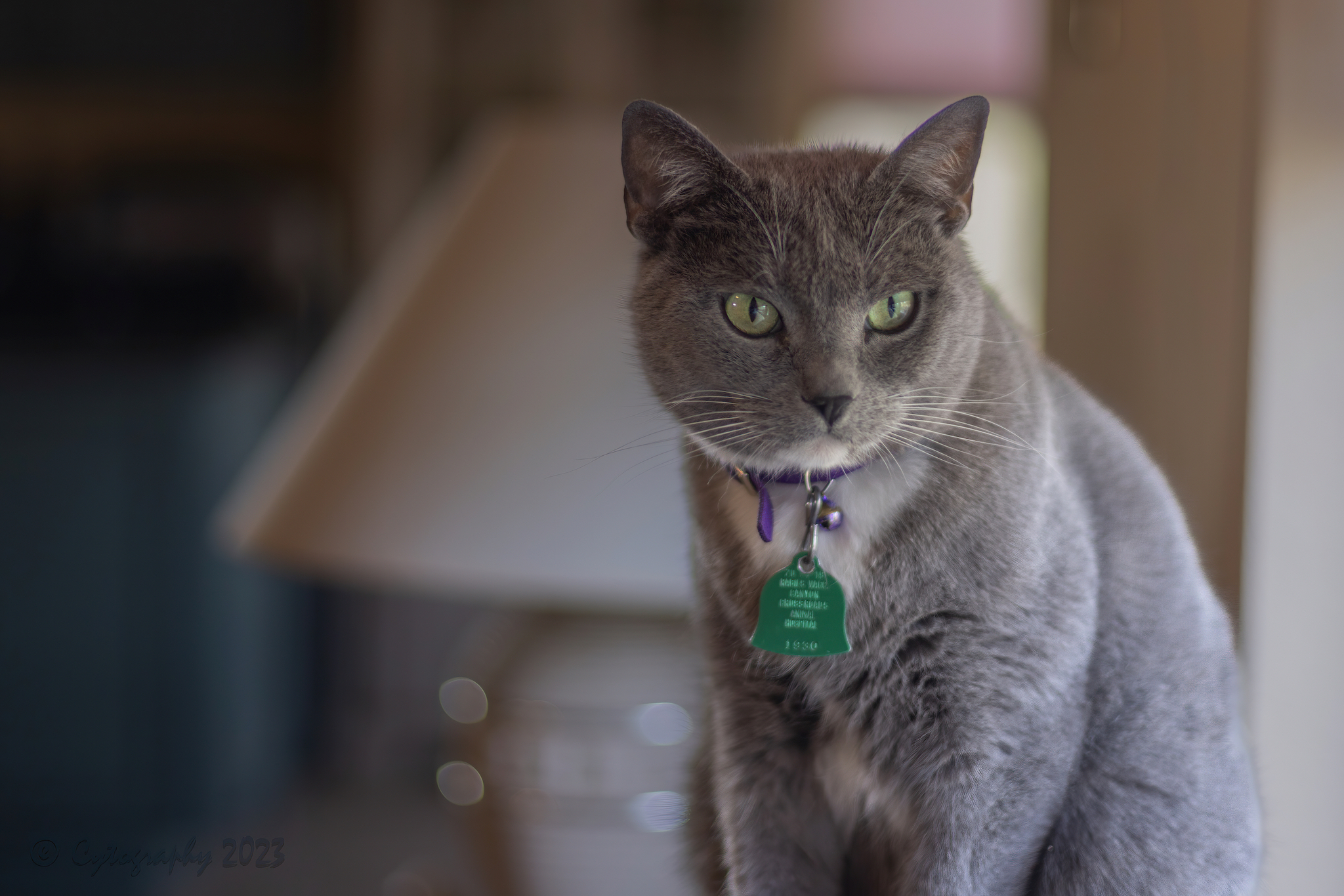 Blue-2238-Sh.jpg