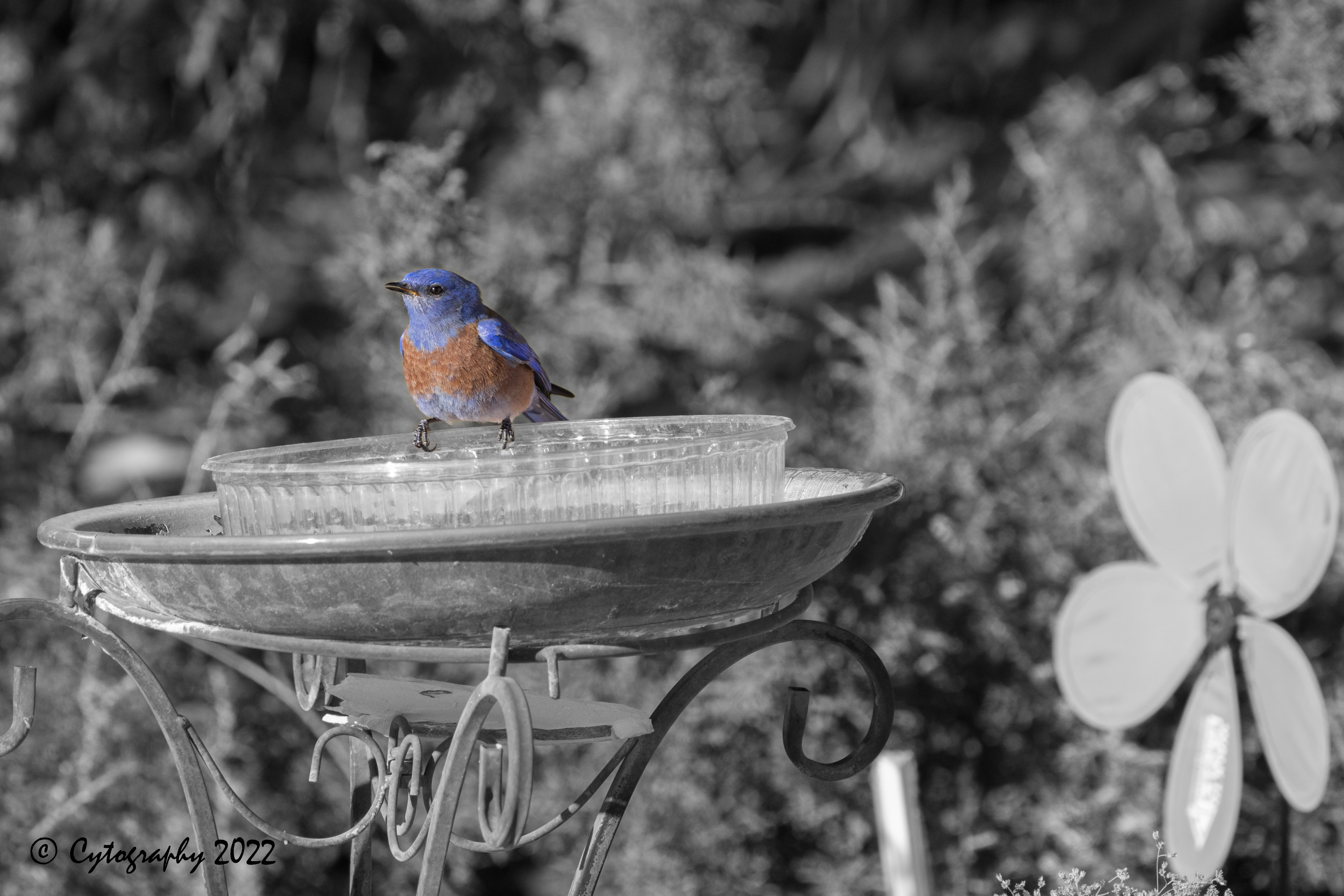 blue_select_color-0276.jpg