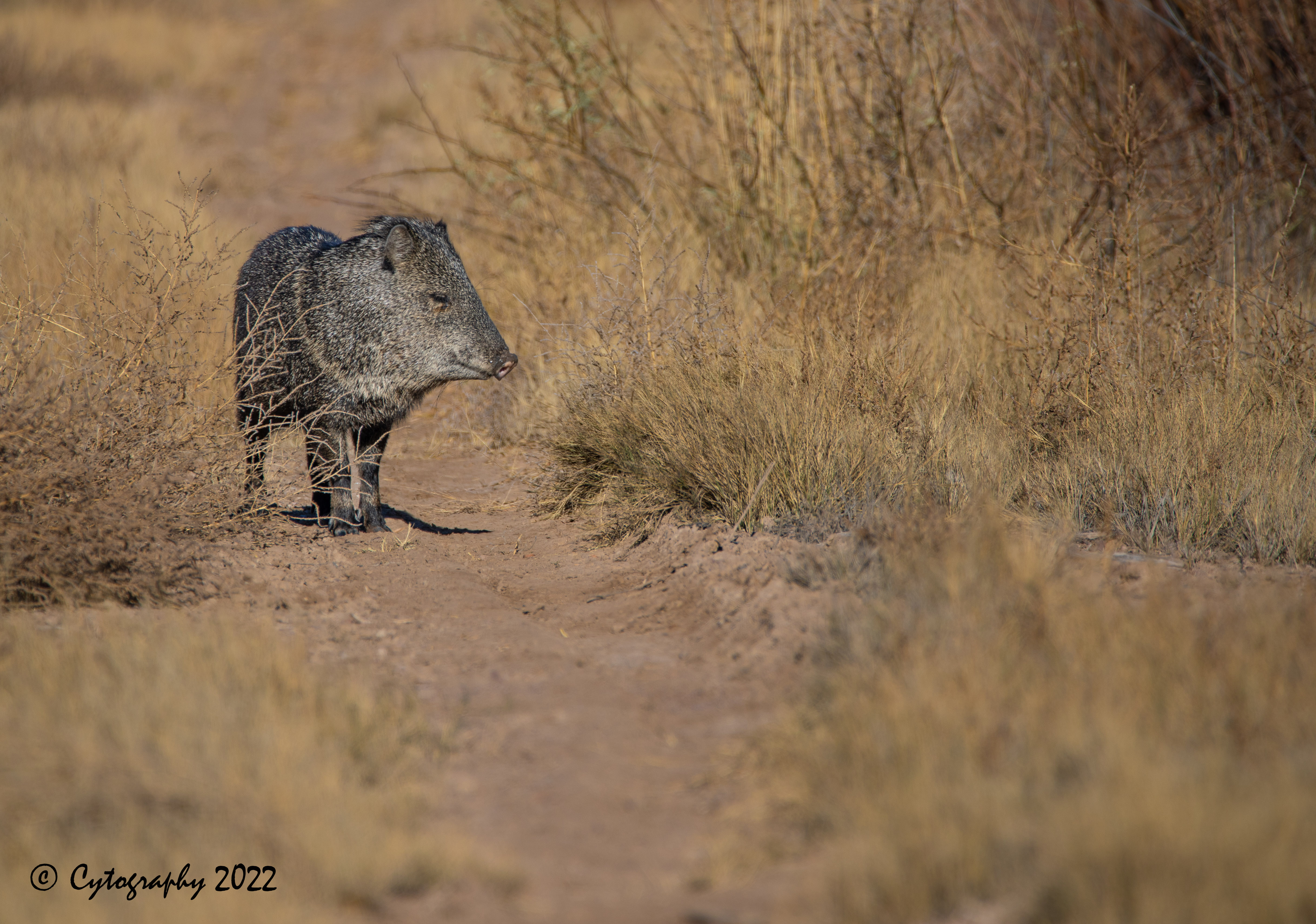 Bosque Del Apache 2022-3994.jpg