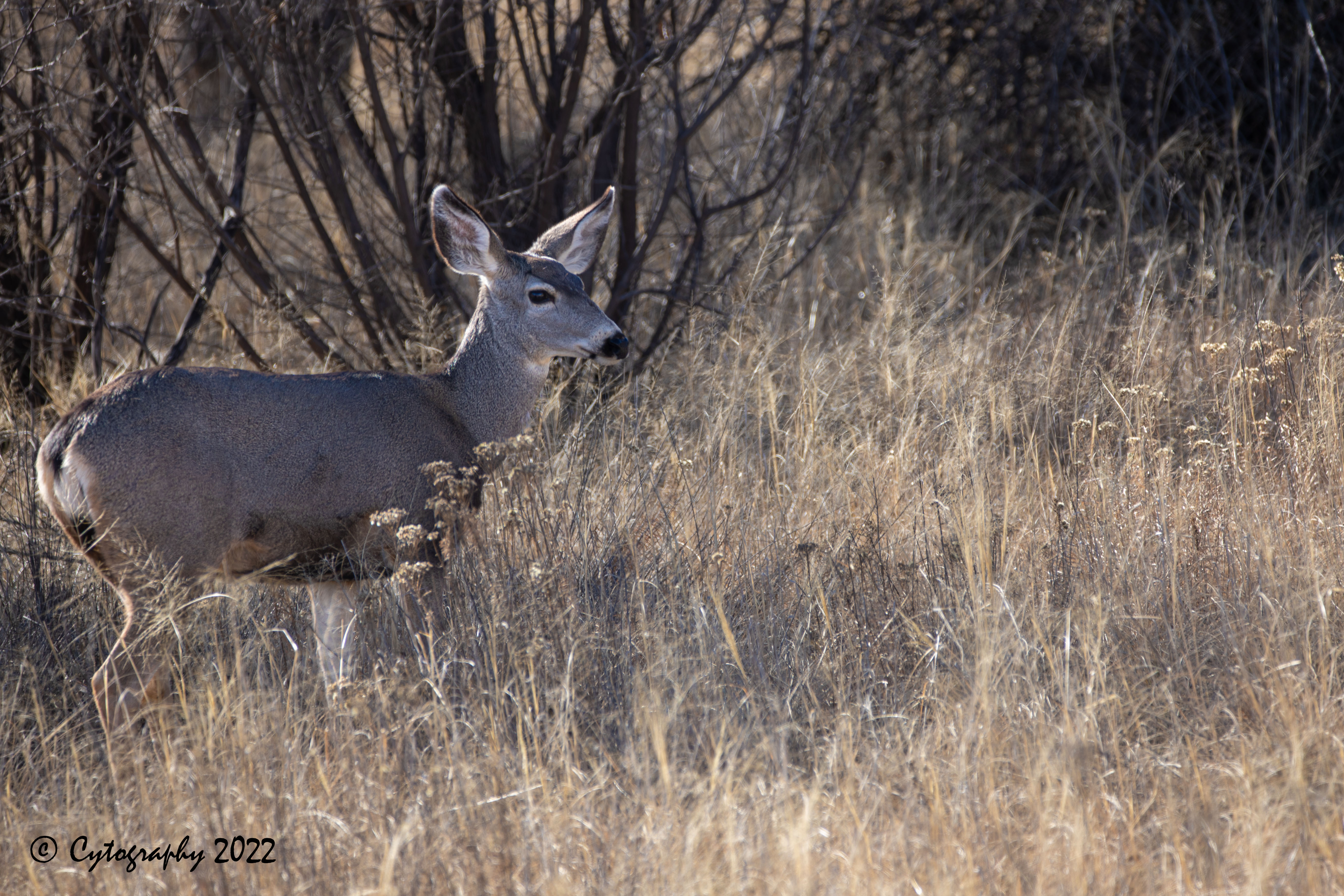 Bosque Del Apache 2022-4080.jpg