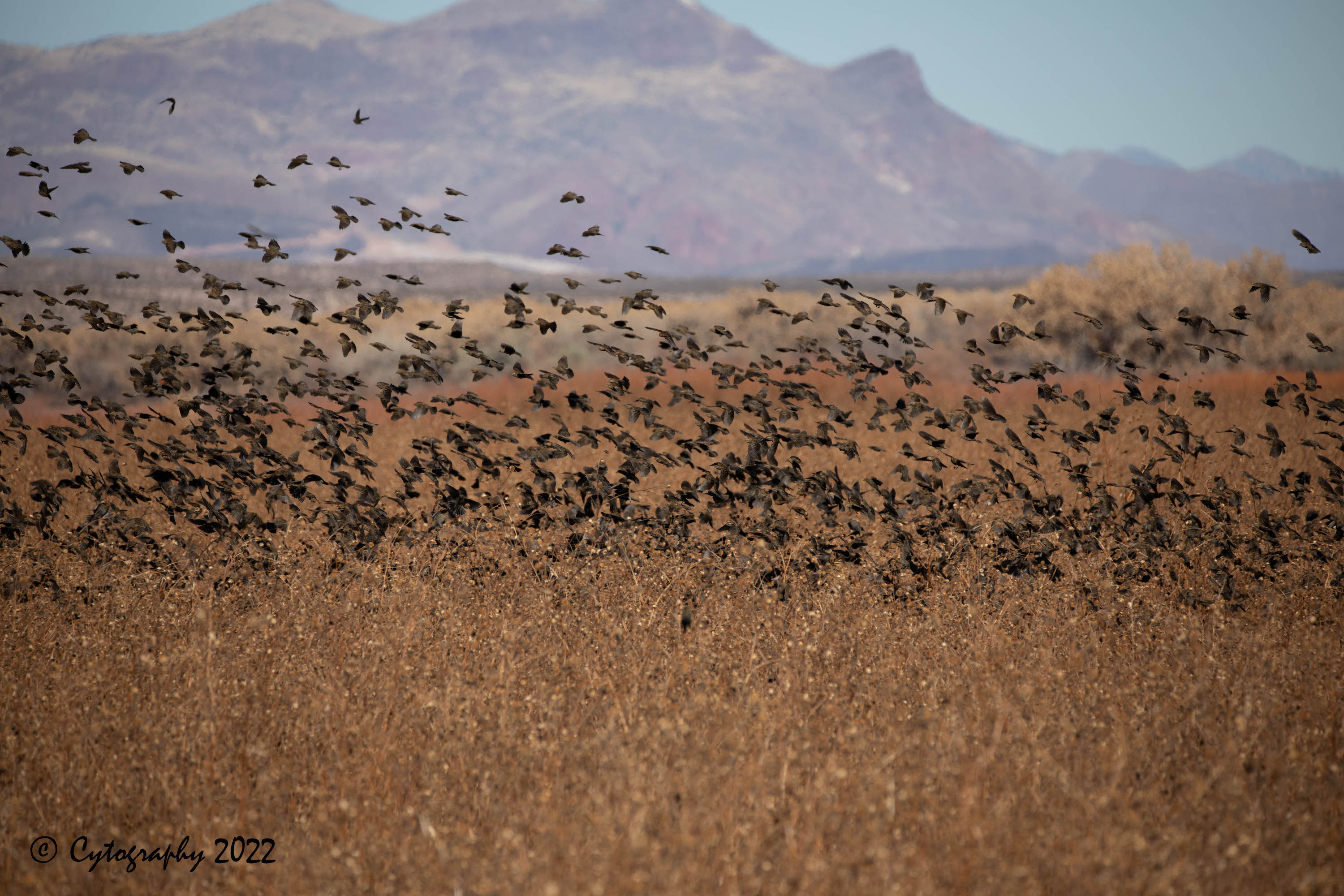 Bosque Del Apache 2022-4098.jpg