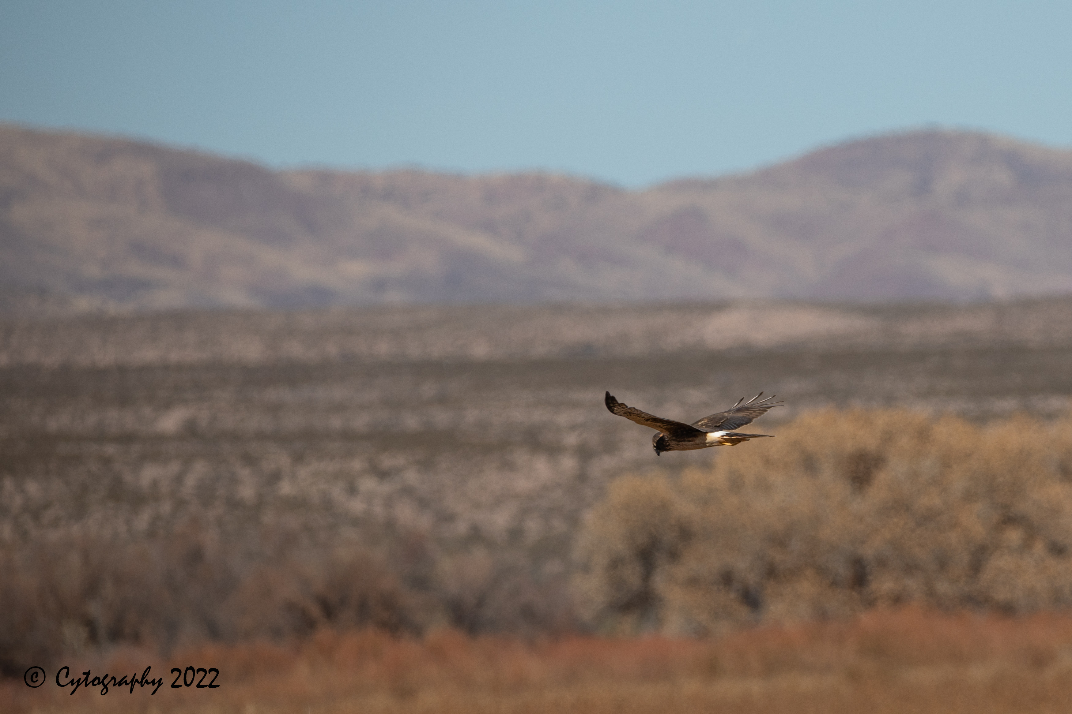 Bosque Del Apache 2022-4110.jpg