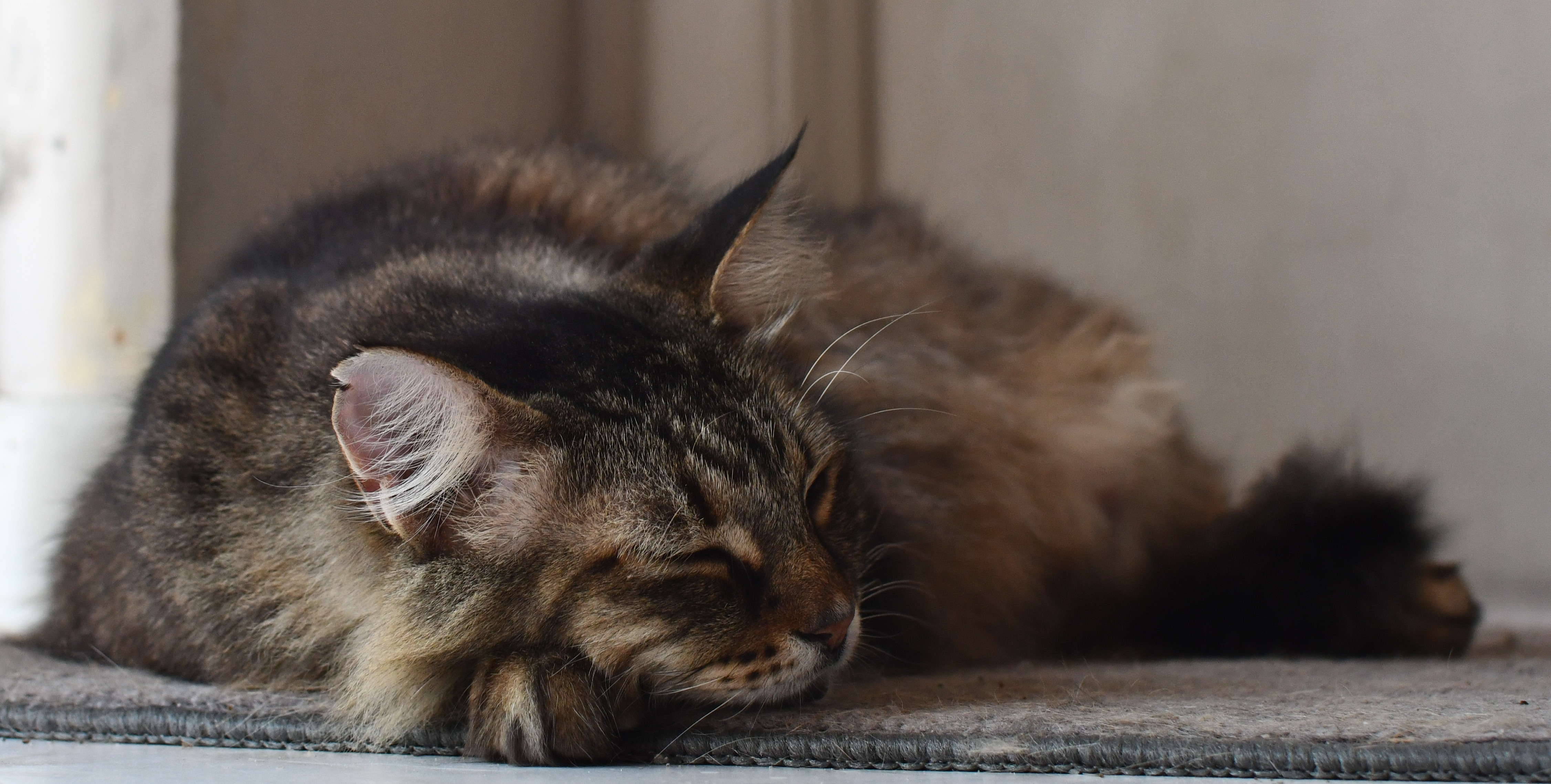 CatOnMat.jpg