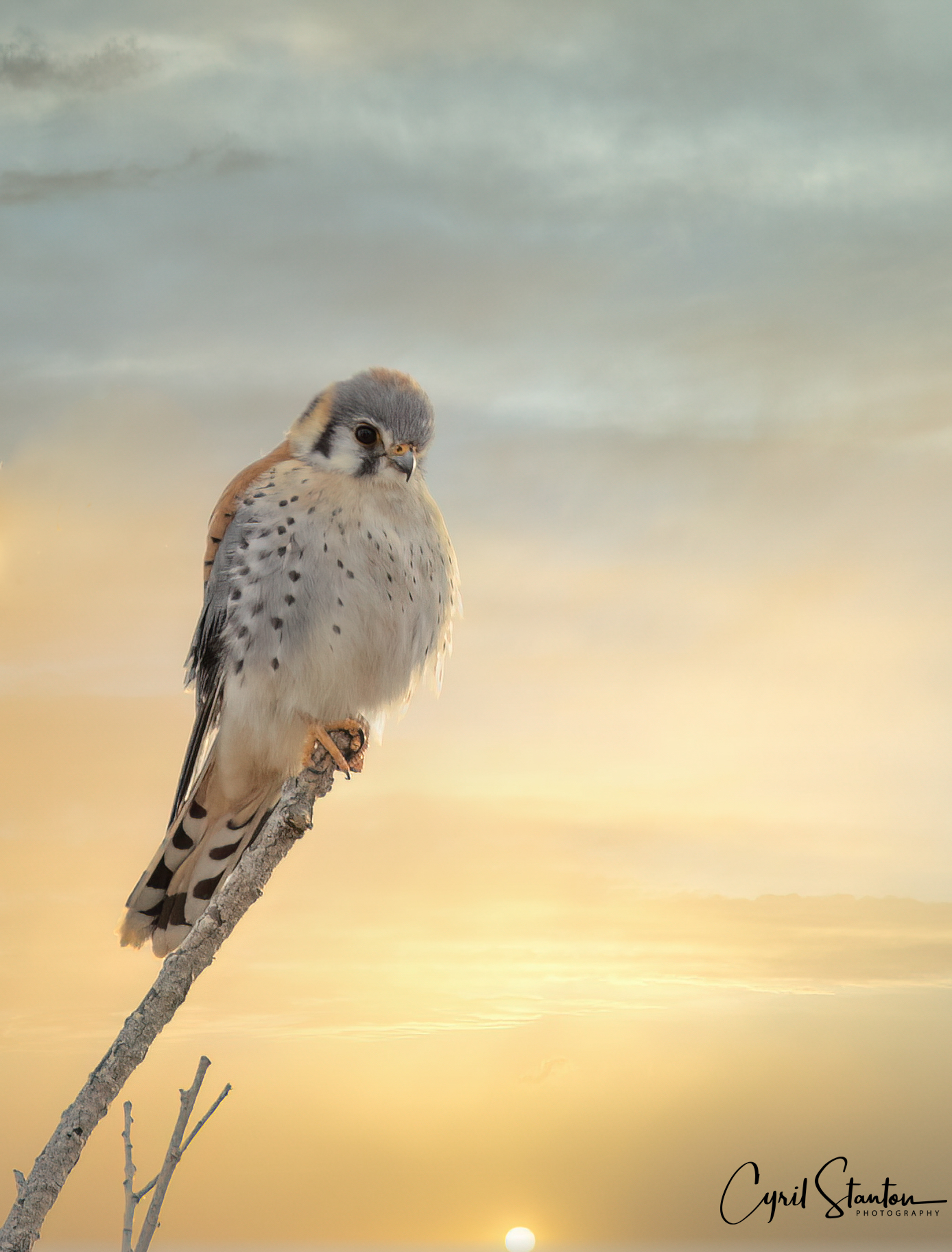 Contest-1-American Kestrel Over the Bosque.jpg