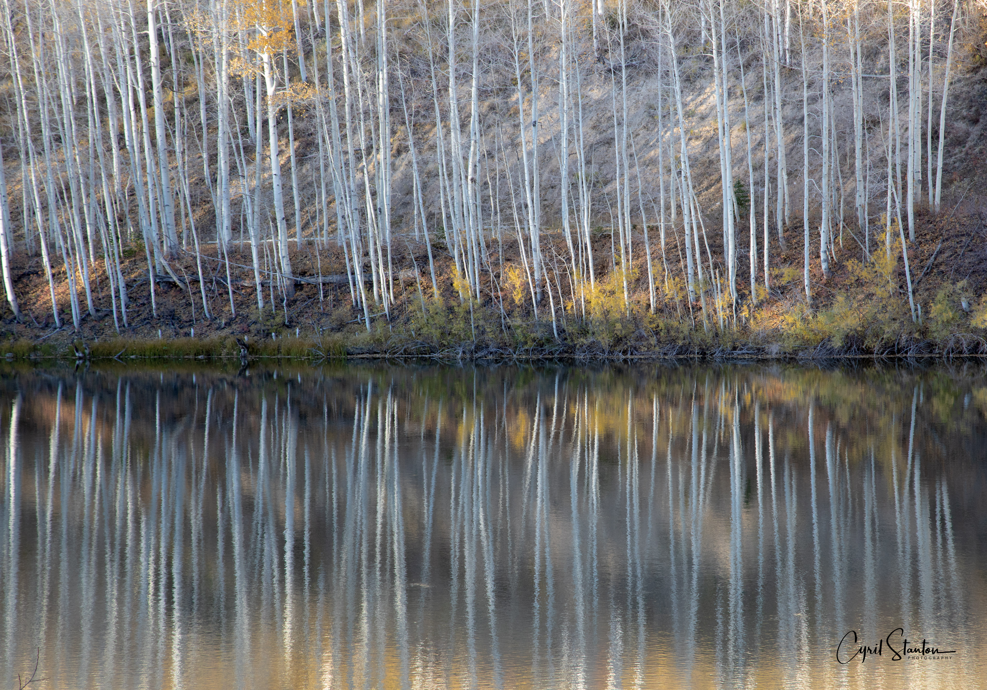 Contest-4-Aspen Reflections.jpg