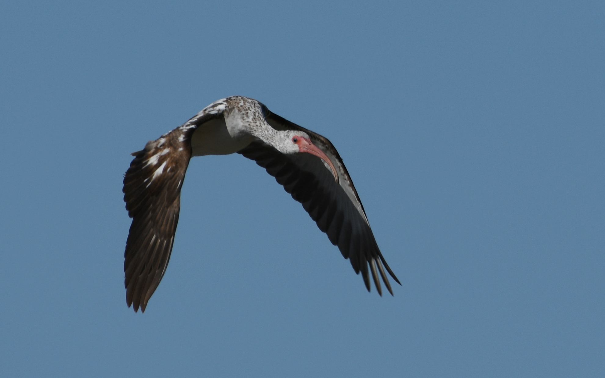 D85_0033Gcr.JPG