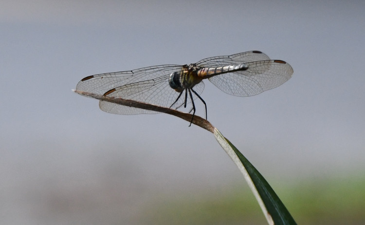 Dragonfly3.jpg