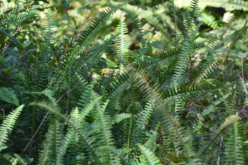DSC_0304sm.JPG