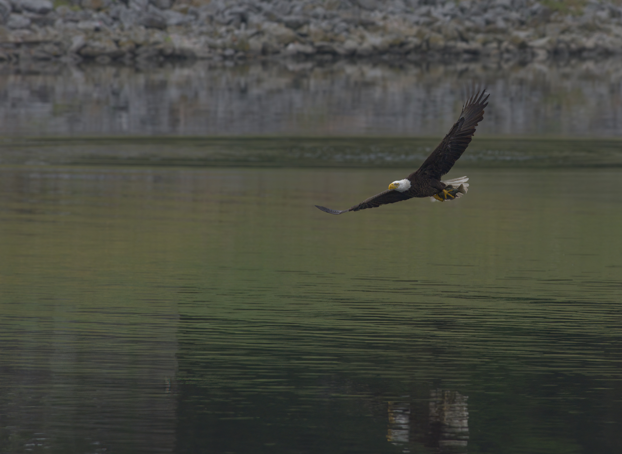 Eagle_Processed-SC.jpg