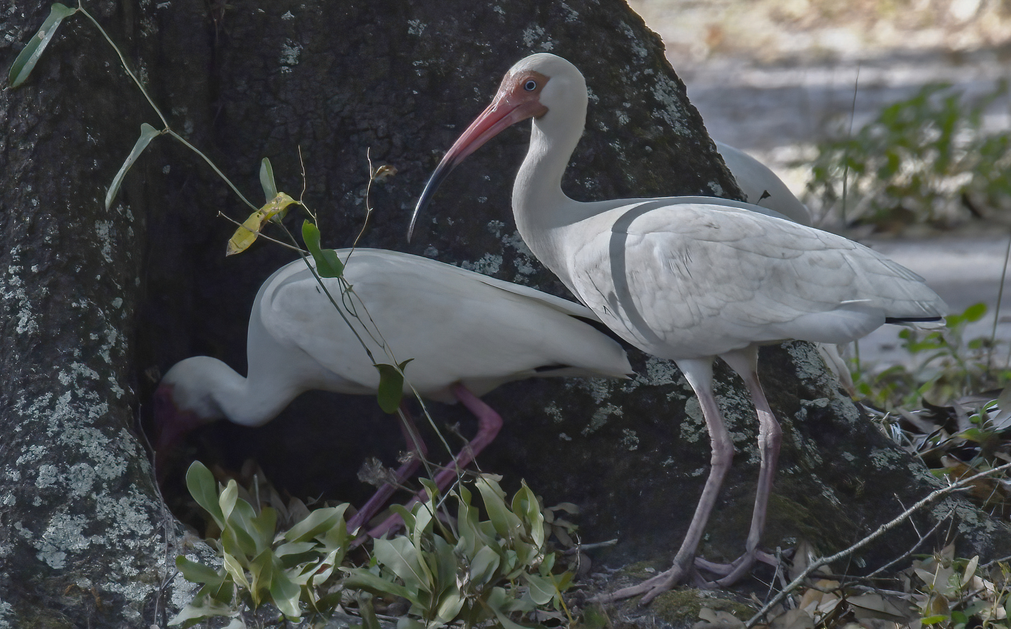 egrets-DeNoiseAI-standard.jpg