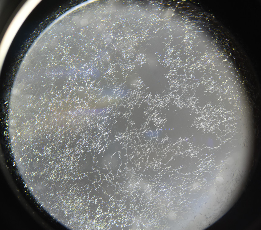 Fungus90.jpg