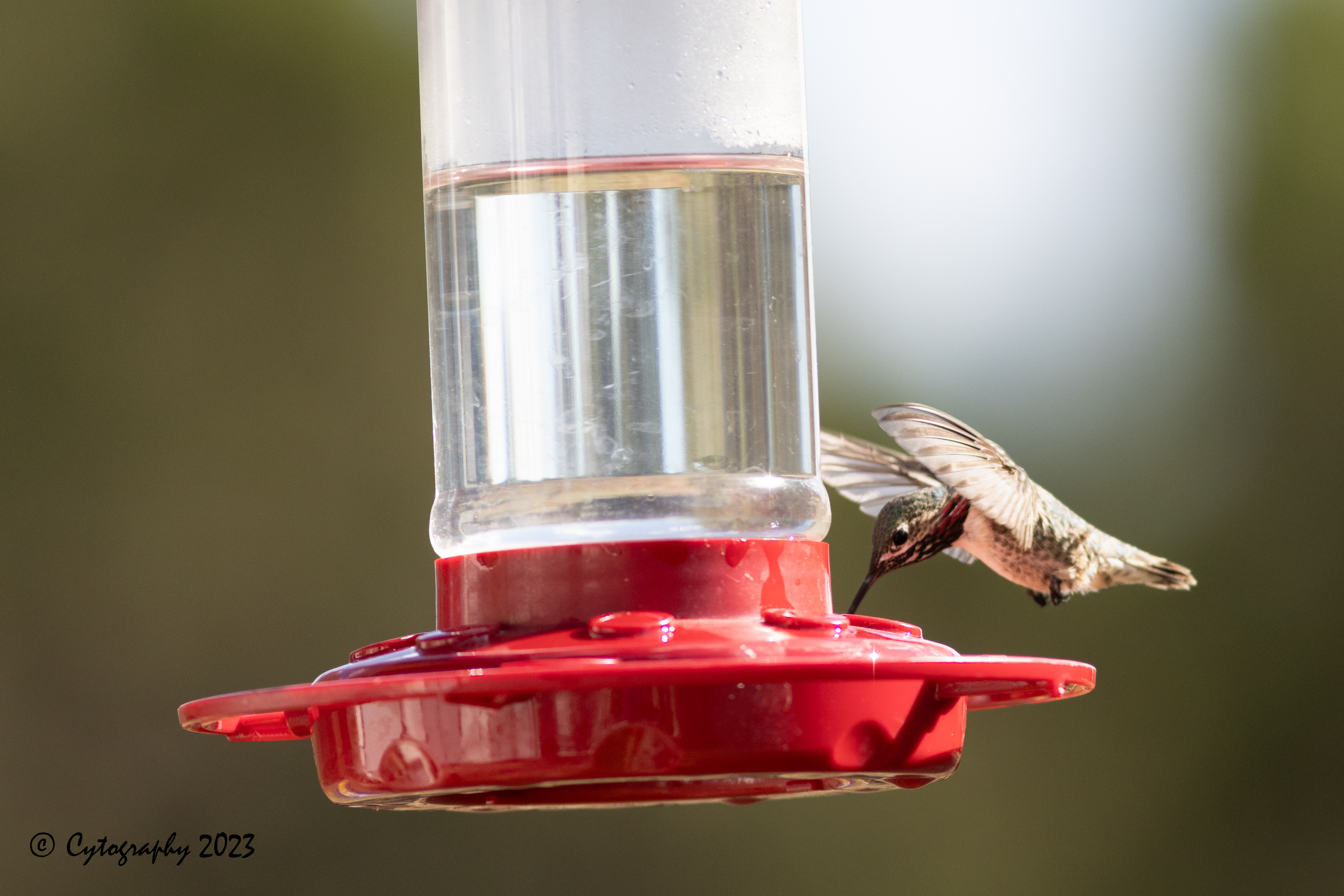 Hummer-July 23, 2023-4213.jpg