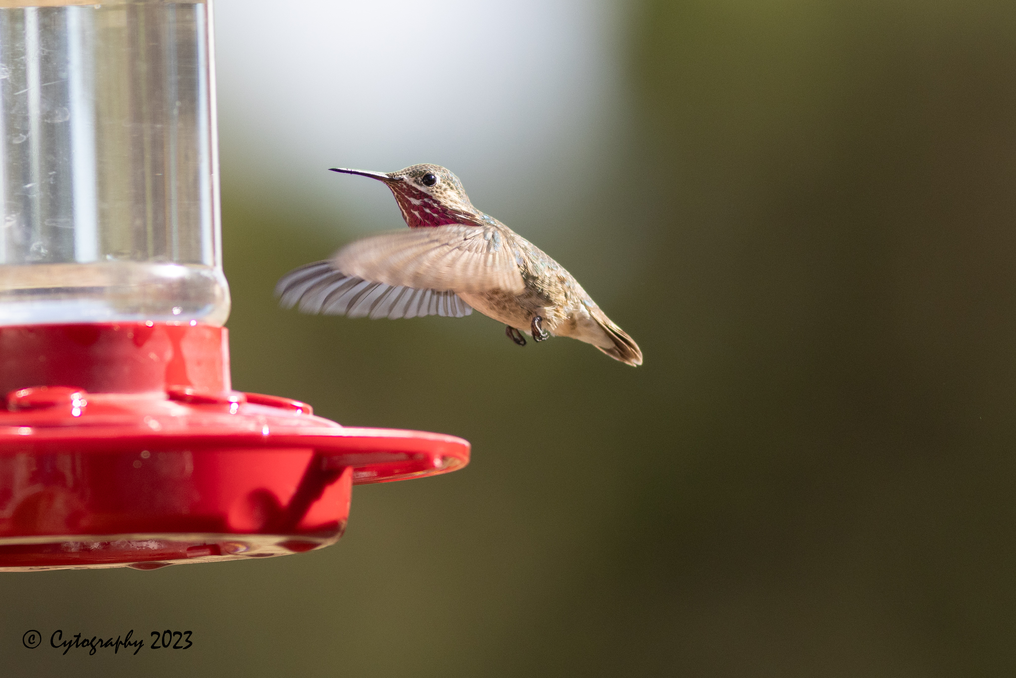 Hummer-July 23, 2023-4219.jpg
