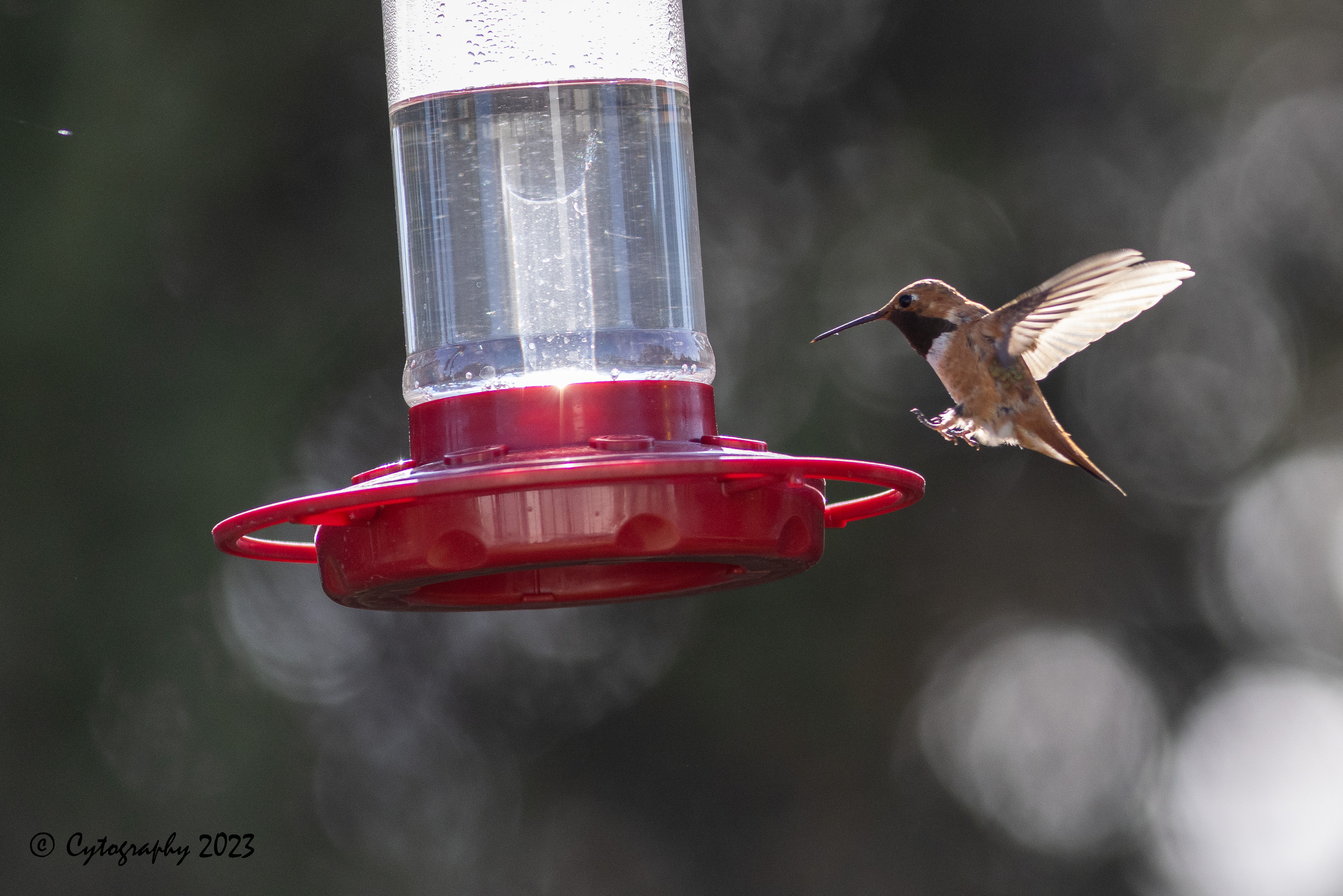 Hummer-July 23, 2023-4377.jpg