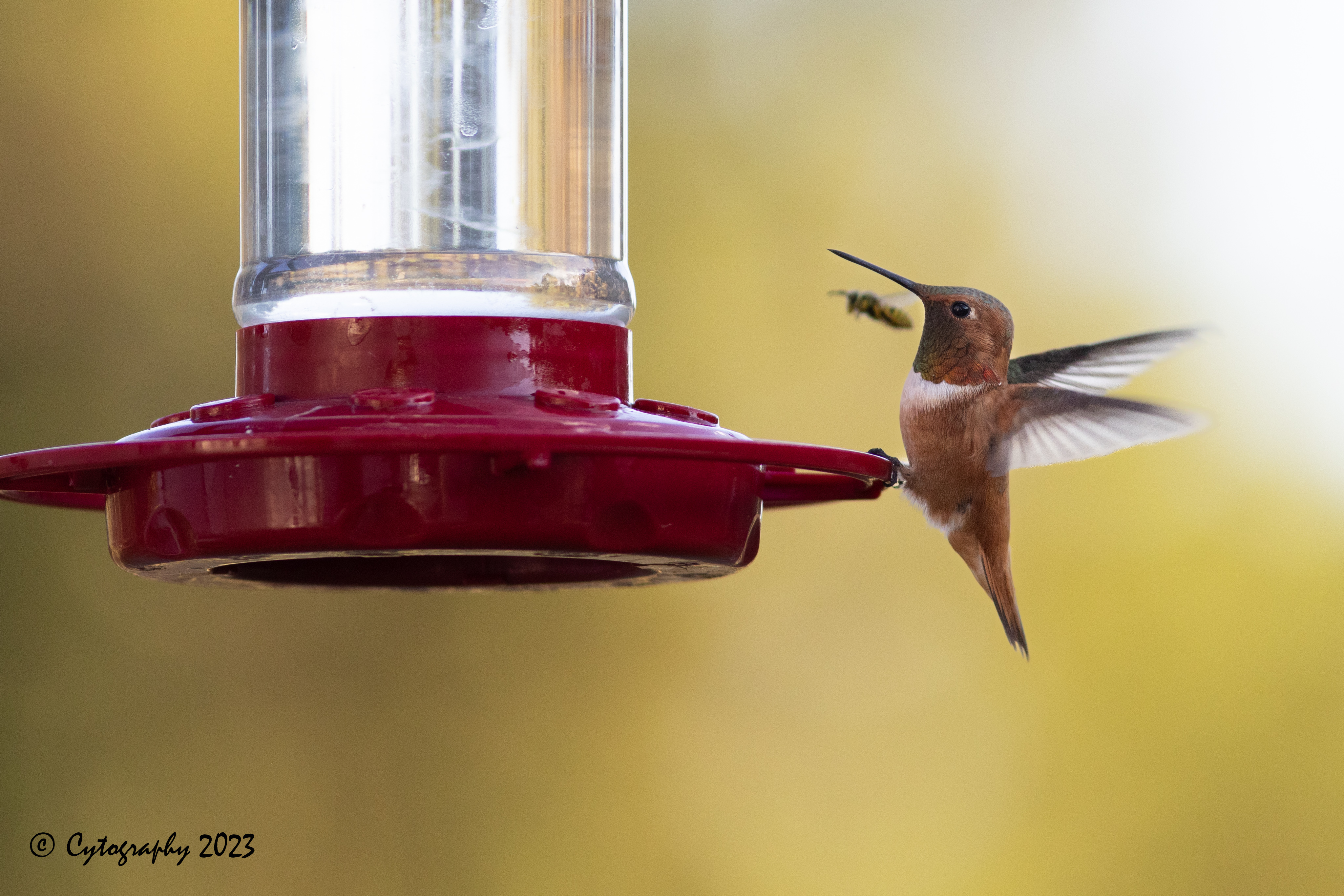 Hummer-July 23, 2023-4415.jpg