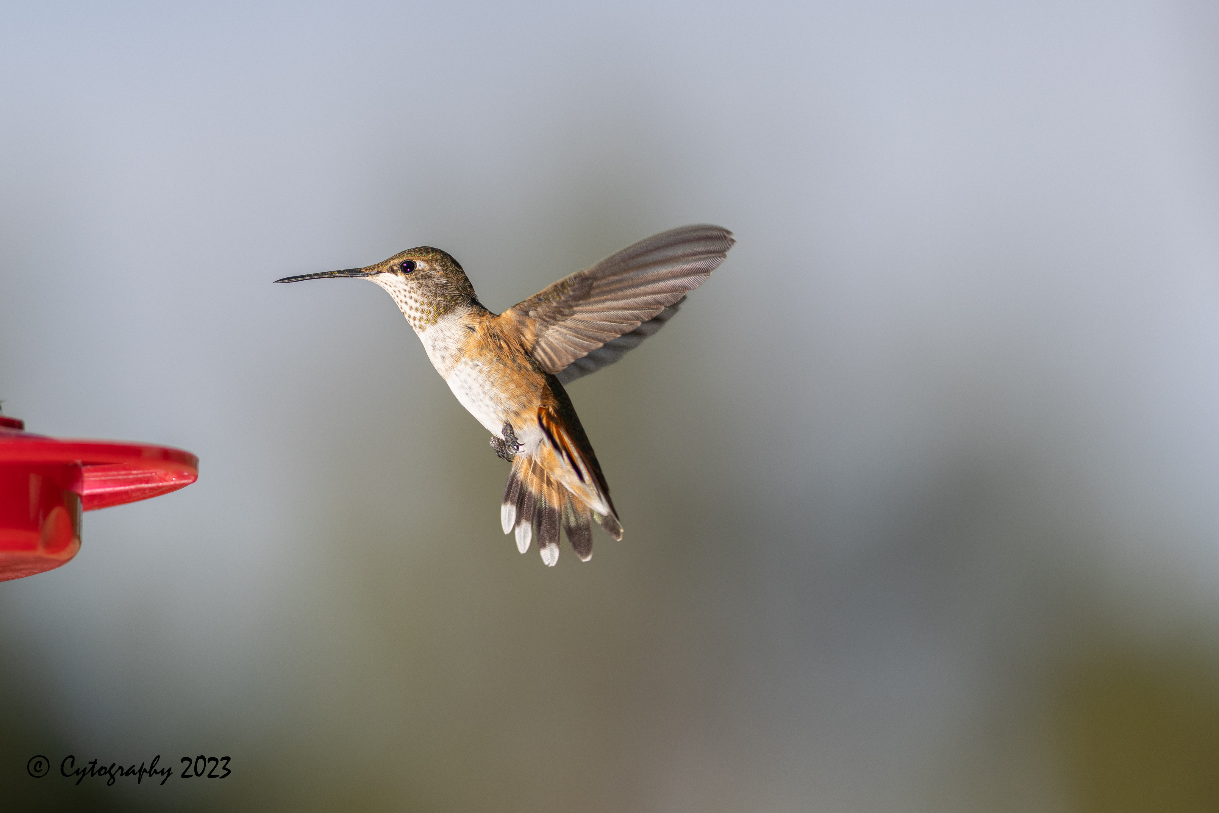 Hummer-July 25, 2023-4661.jpg