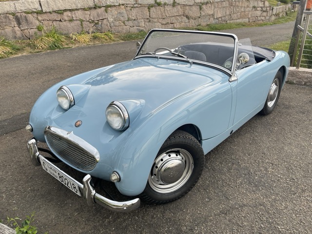 irisbugeye.jpeg