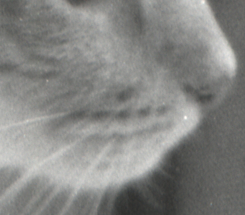 LucyGrain.jpg