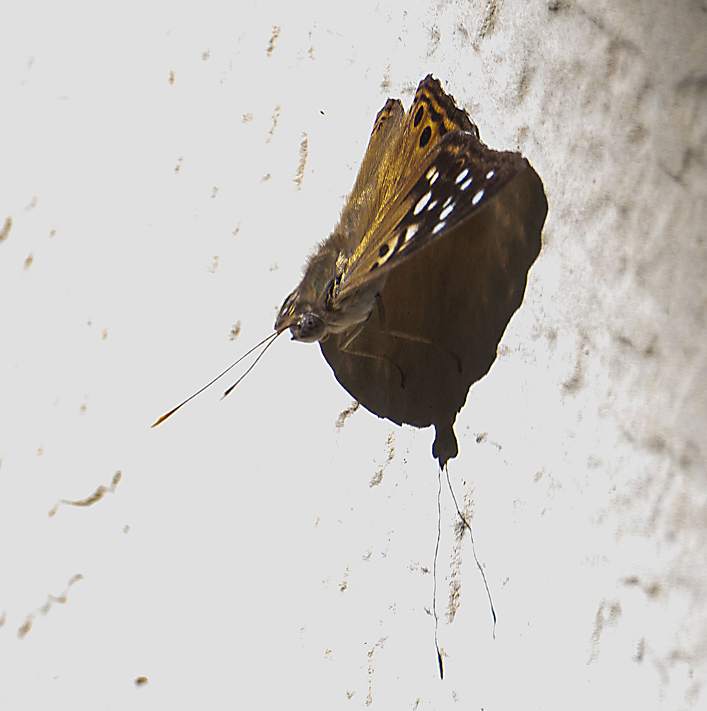moth on wall-copy.jpg