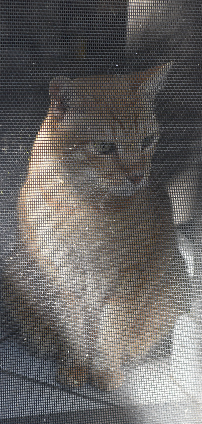 ScreenLucySM.jpg