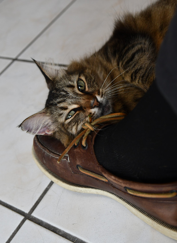smEthelShoe.jpg