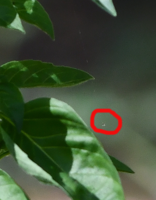 Spot_3893_2.JPG