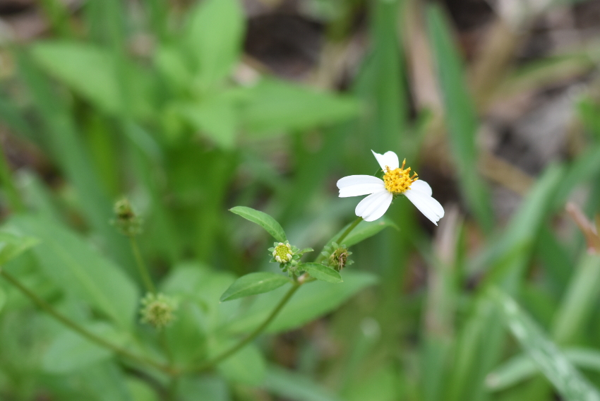 SS2_5199sm.JPG