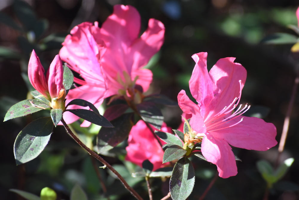 SS2_5641sm.JPG