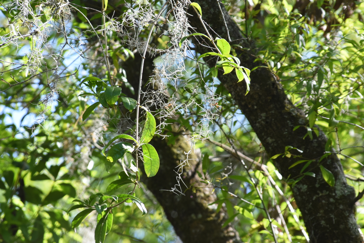 SS2_5707sc.JPG
