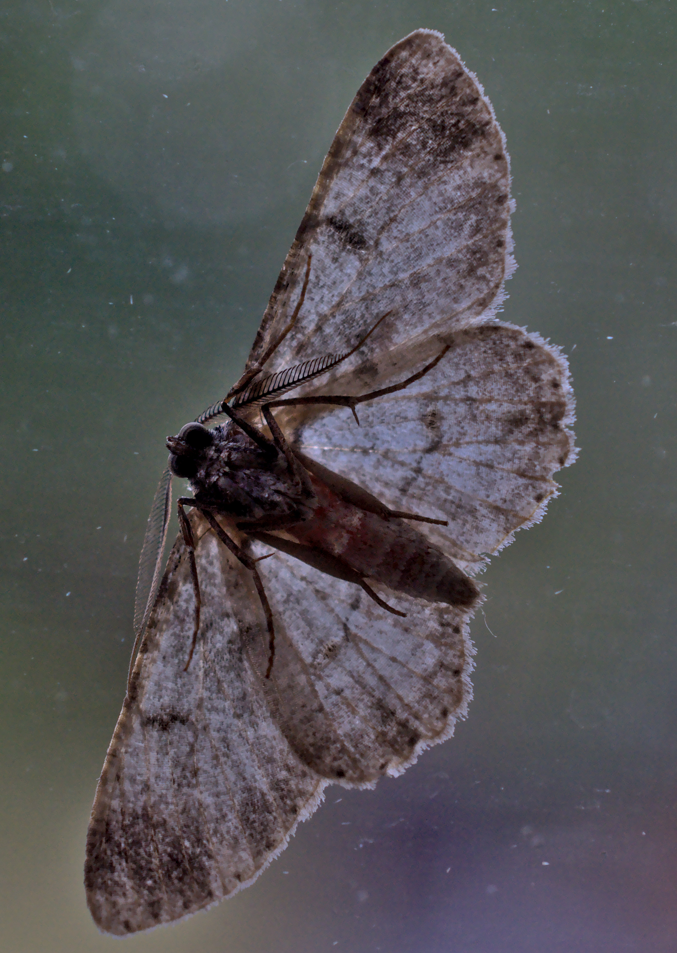 SS2_5947DTcr.jpg