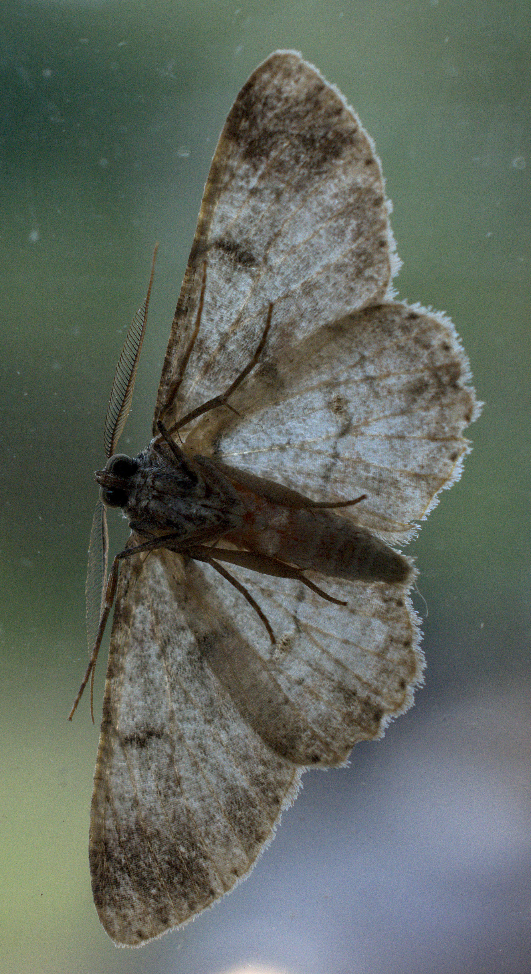 SS2_5956DT_01.jpg