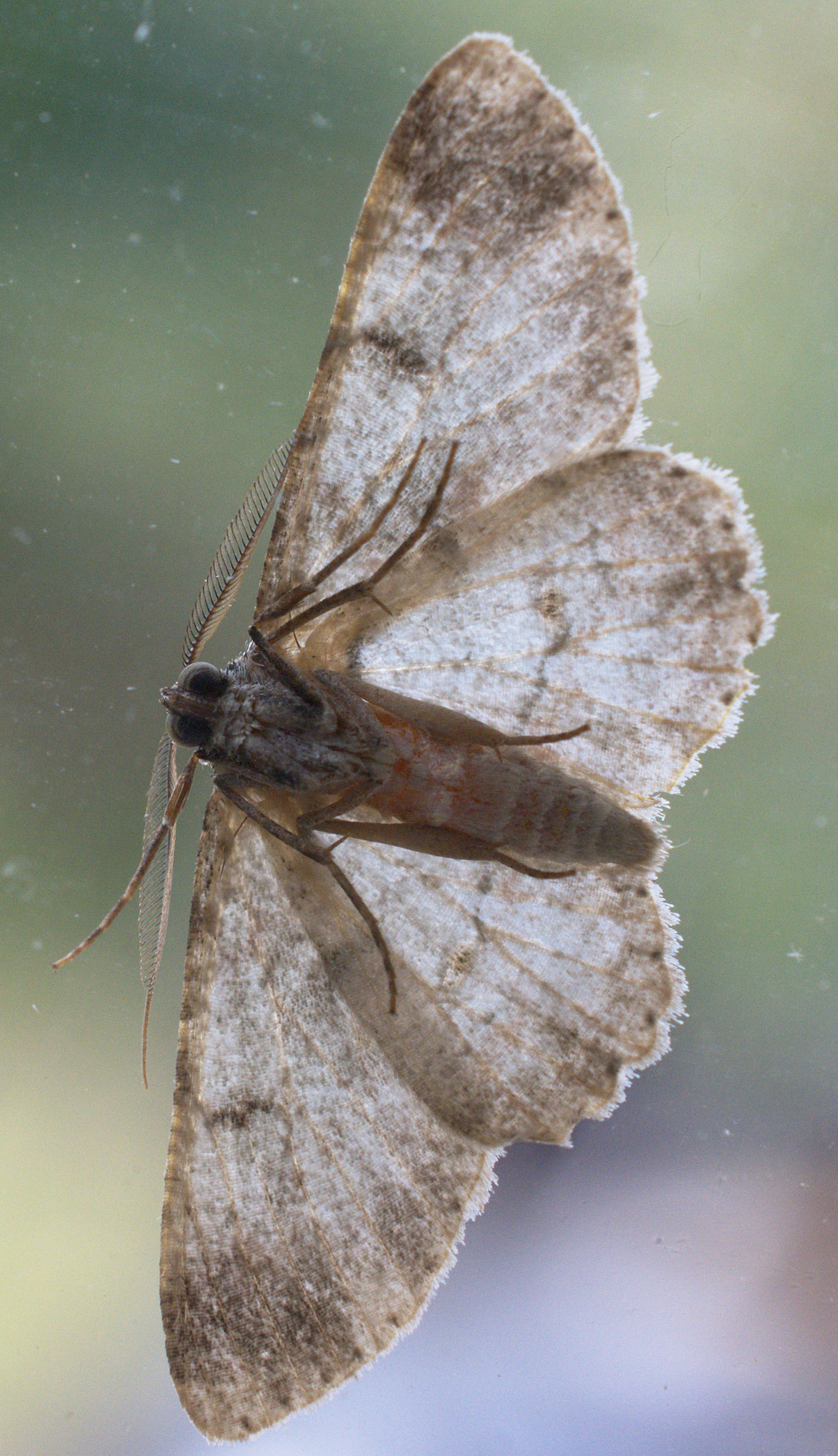 SS2_5961DTcr.jpg