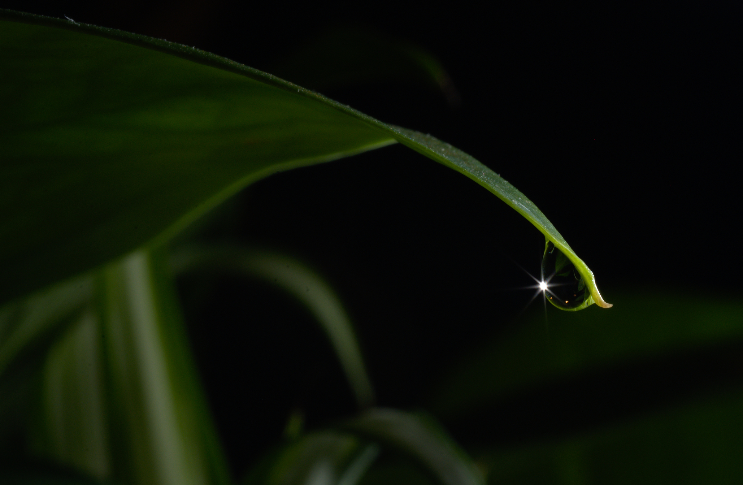 SS2_6770crsc..jpg