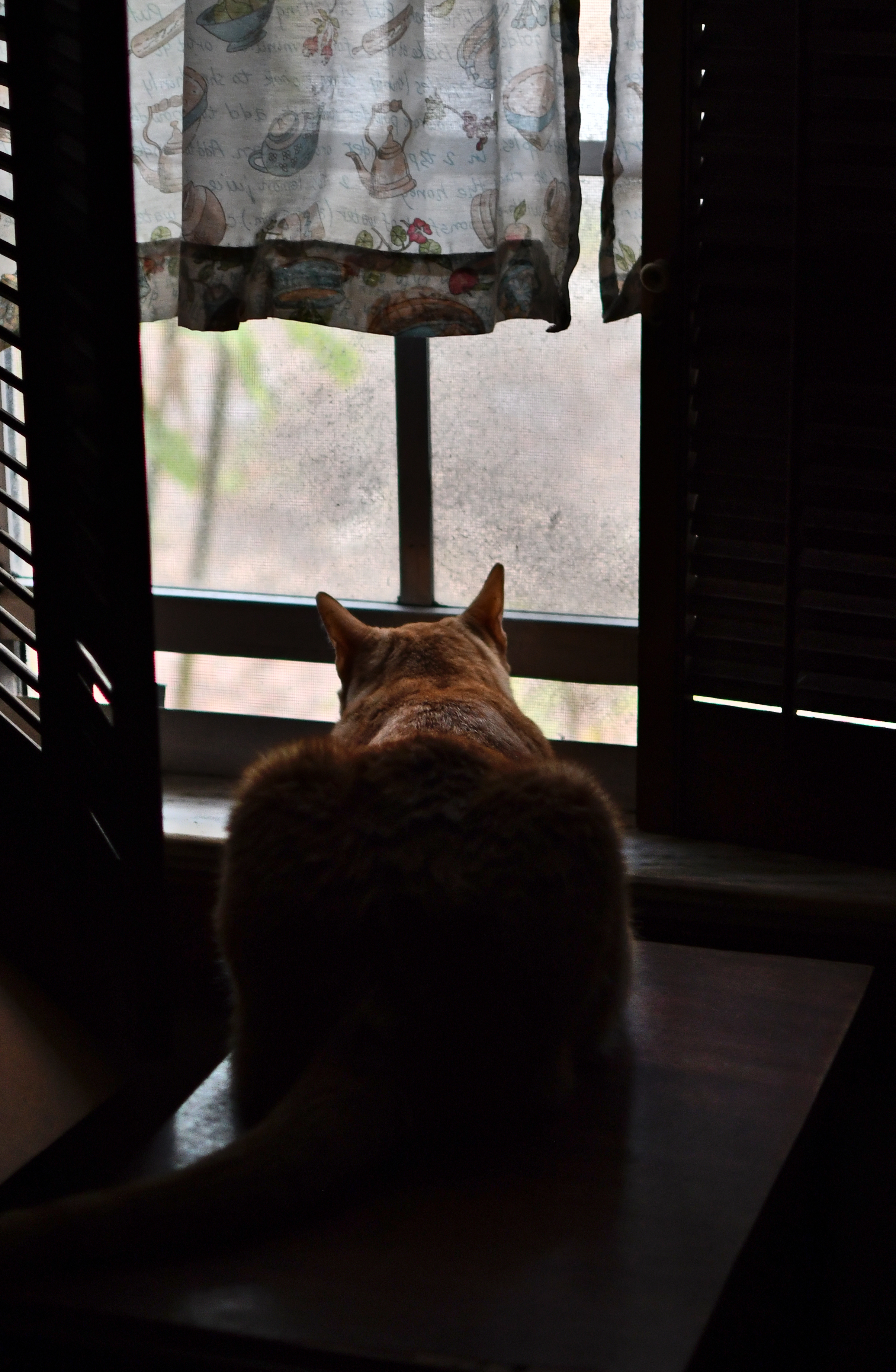 SS5_1674cr_01.jpg