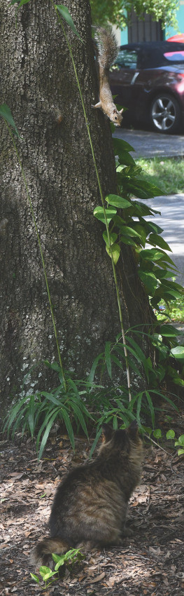 treed1.jpg