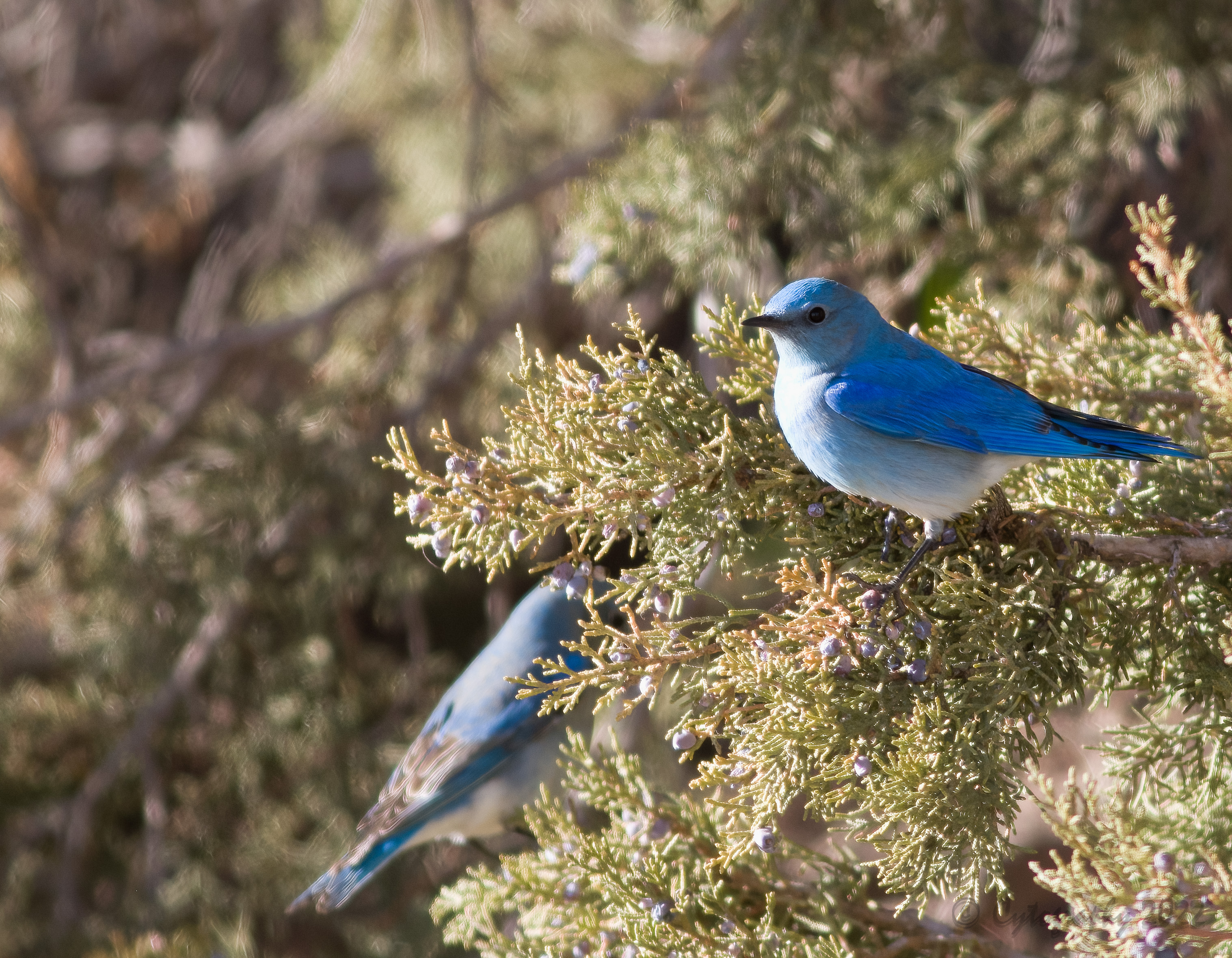 Western Blue Bird Juniper Tree 1.jpg